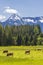 Herd of cows, Schladming Tauern, Austria