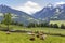 Herd of cows, Schladming Tauern, Austria