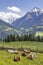 Herd of cows, Schladming Tauern, Austria