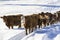 Herd of cows in a snowy field