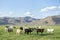 Herd of Cows Standing Rural Field with Mountains