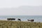 A herd of cows stands on the bank of Song Kul Lake