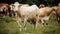 Herd of cows staring to camera on the meadow.