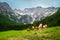 Herd of cows on the summer alpine green fields, Slovenia