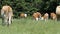 Herd of cows at summer green field in Hungary. Typical hungarian breed