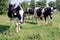 A Herd of cows at summer green field pasture