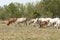 Herd of cows , thailand