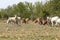 Herd of cows , thailand