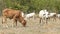 Herd of cows , thailand