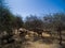 Herd of cows among the trees captured in Senegal, Africa