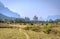 Herd of cows, Vang Vieng, Laos