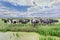 Herd of cows in a vast meadow against a blue sky with dramatic clouds, The Netherlands