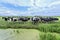 Herd of cows in a vast meadow with a pond