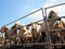 Herd of cows waiting to be released.