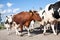 A herd of cows walking along the road closeup view