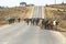 Herd of cows walking road nearby Salalah