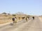 Herd of cows walking road nearby Salalah