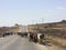 Herd of cows walking road nearby Salalah