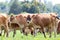 Herd of Cows Walking in a Summer Meadow