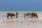 Herd of cows walking on tropical beach. Colorful cows on Zanzibar coast. Cow and calf drink salt water against Indian Ocean.