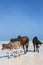 Herd of cows walking on tropical beach. Three colorful cows on Zanzibar coast. Cows and calf against Indian Ocean background.