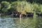 a herd of cows at a watering place near a small river