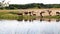 A herd of cows at the watering quenches thirst with water and rests at noon