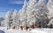 A herd of cows in the winter on the road. Altai Mountains, Russia