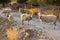 Herd of Cretan sheep, eye contact, group of animals