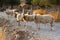 Herd of Cretan sheep, eye contact, group of animals