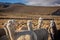Herd of curious alpacas, Bolivia