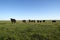 Herd of curious black beef cattle in a pasture