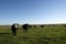 Herd of curious cattle in an open pasture