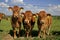 Herd of curious cows in field