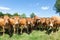 Herd of curious Limousin beef cows and a bull