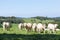 Herd of curious white Charolais beef cattle in a hilltop pasture