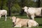 Herd of curious white Charolais beef cattle in a pasture in a dutch countryside. With the cows standing in a line