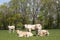 Herd of curious white Charolais beef cattle in a pasture in a dutch countryside. With the cows standing in a line