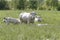 Herd of curious white Charolais beef cattle in a pasture in a dutch countryside. With the cows standing in a line staring