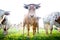 Herd of Curious Young Cows