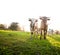 Herd of Curious Young Cows