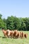 Herd of curious young Limousin cattle in a spring pasture looking at the camera