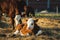 Herd of cute calves lying on the ground in a farm