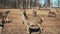 Herd of cute little fawns feed, nipping grass on the background on bright sunny day. Wild deer walking on the meadow.