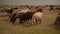 Herd of cute sheep graze eating lush grass on green pasture