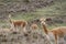 A herd of cute vicunas grazing in a grassland, natural habitat