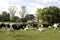 Herd of Dairy Cows