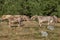 Herd of dairy cows in an alpine pasture