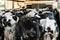 Herd of dairy cows entering to the milking parlor.