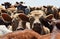 A herd of dairy cows facing the camera